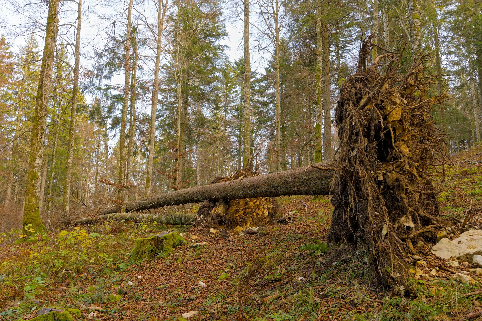 Enlèvement arbre urgence équipe à Gagny